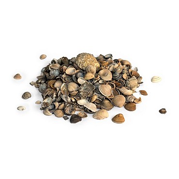 Schelpen 8-16 mm 15 Ltr